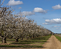 Orchard Blossom 117
